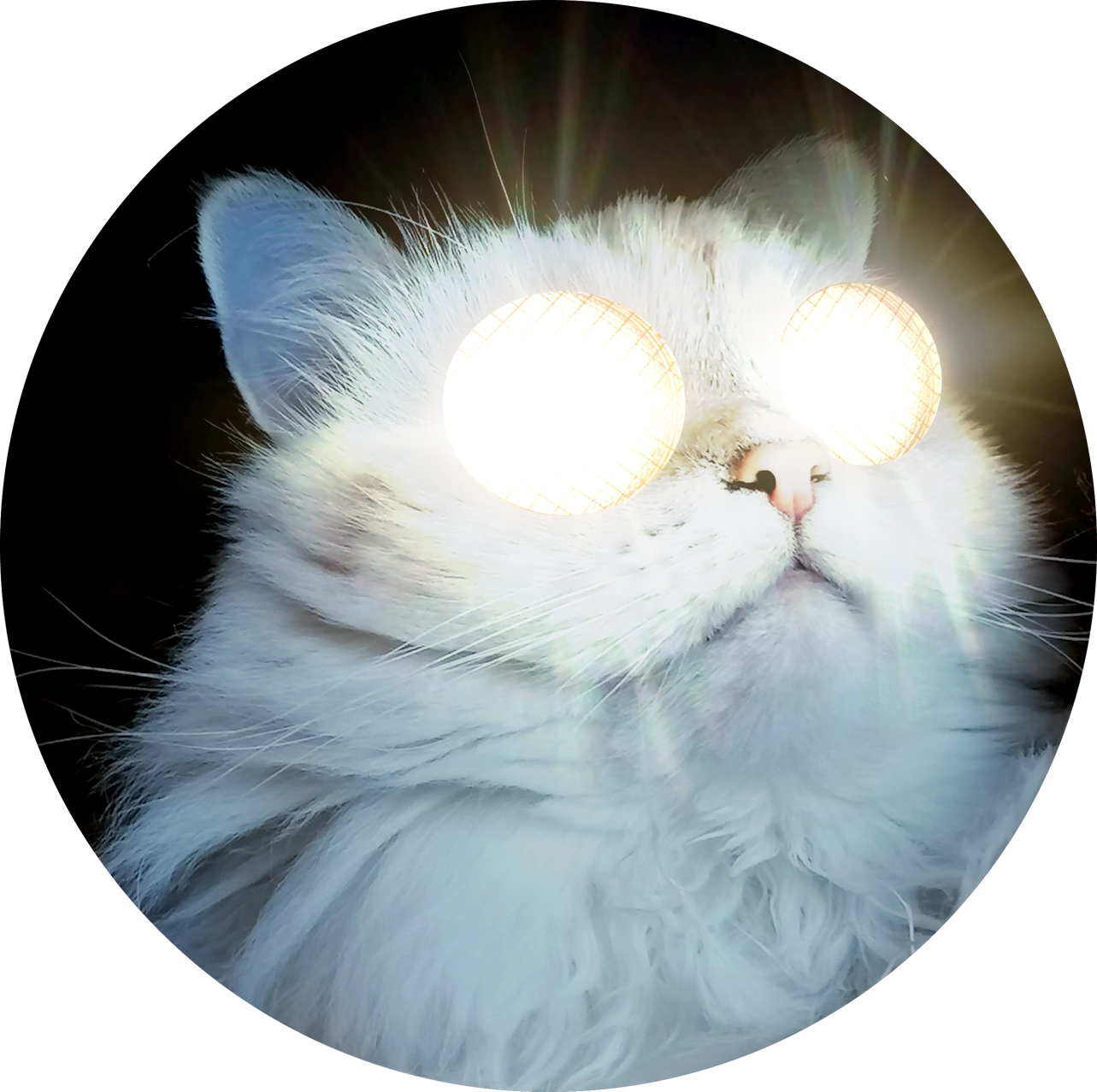 BlinderKitten